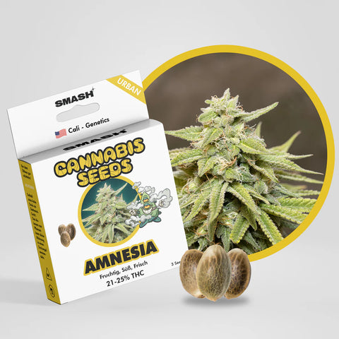 Amnesia 🇺🇸-Cali-Strain | 26% - 31% THC | URBAN GENETICS (3 Stück)